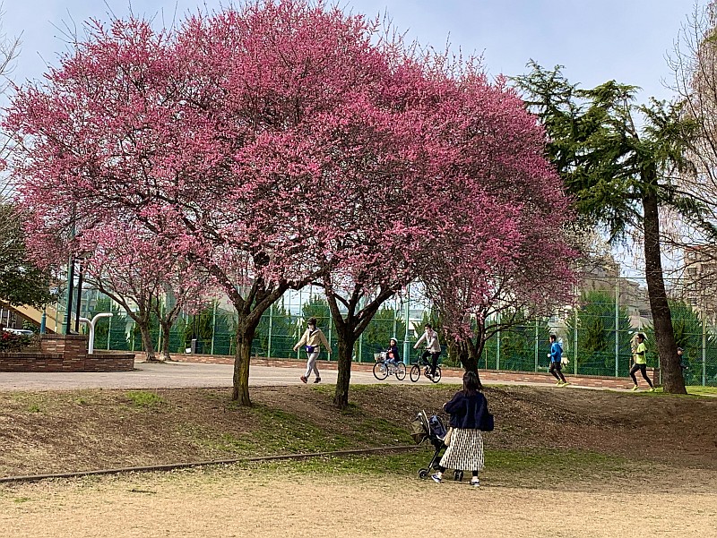 Iruma Park Iruma Park